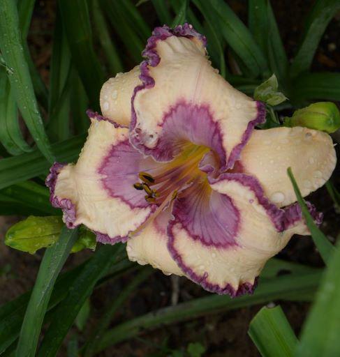 BARBARA WATTS FANTAS